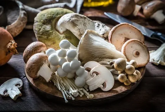 What Is the Best Medicinal Mushroom?